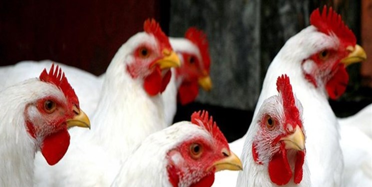 چشمان بسته مسئولان و نشانه‌گیری سلامت مردم با عرضه مرغ‌های پیر و آلوده